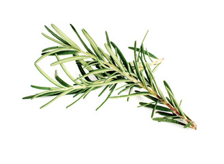 Rosemary Leaf Herbal is Spices Isolated over White Background