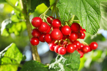 Ripe viburnum berries on tree, closeup