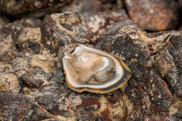 Hand performing catching fand opening resh oyster on the rock beach
