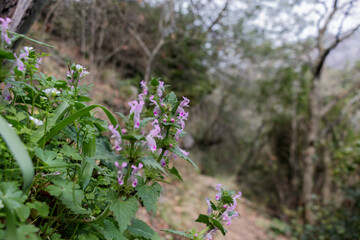 The Turkmen stream and forest, the trail that hikers love.