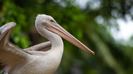Pelican at Penang bird Park, Malaysia