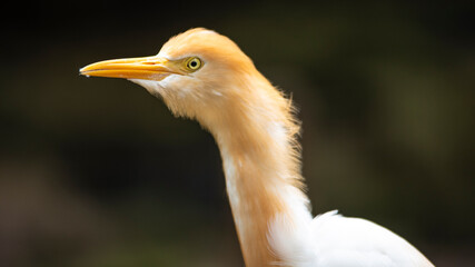  Egret at Penang Bird Park, Malaysia