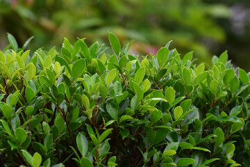 Natural green leaves Looks beautiful and refreshing	