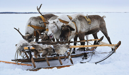 domestic reindeer in a sled with sledge