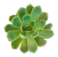 Succulent plants over white
