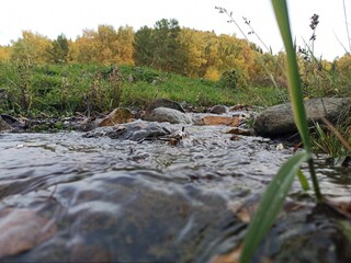 stream in the forest