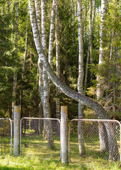 Fototapeta premium wonderful wonders of nature, a delightful birch in a forest behind a fence