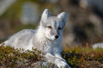 Arctic fox in the mountains of Norway. 🇳🇴 