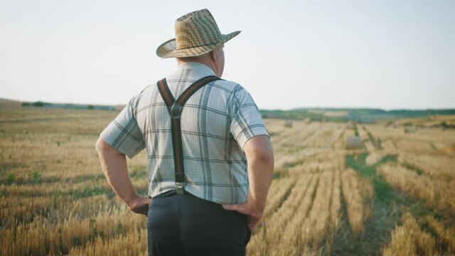 Mature farmer man standing in a wheat field during harvesting, he controls the harvesting process. Wheat grain in a hand after good harvest. Agriculture concept.