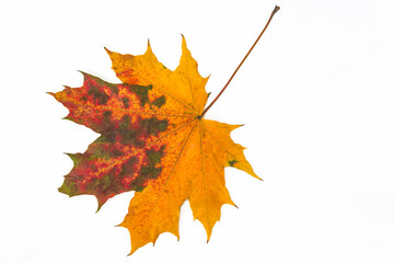Beautiful multicolored maple leaf isolated on white background