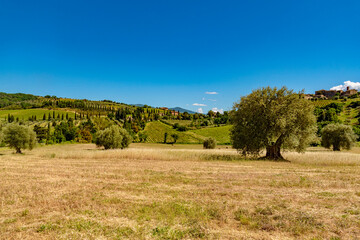 Fototapeta premium Colline di Montalcino in provincia di SIENA