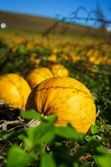 Gelbe Kürbisse auf einem Feld. Nahaufnahme. Herbst, Ernte.