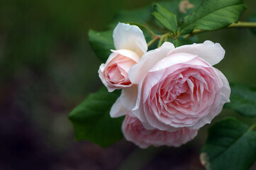 beautiful flowers and buds of a pink rose close up on a blurred green background                  