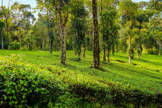 Tea and peppercorn plants at family owned 15 acre estate, growing white tea, coffee, pepper, cardamom, Anachal, Munnar, Kerala, India