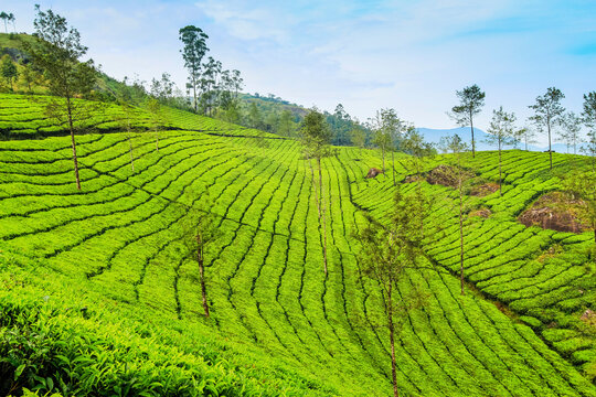 Tea bush covered slopes at Lakshmi tea estate in the Kannan Devan Hills west of Munnar, Lakshmi, Munnar, Kerala, India