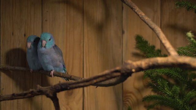 Close up of Blue Forpus Parrots, Exotic birds in pet farm. So cute Blue Forpus Parrots.