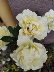 white rose flower