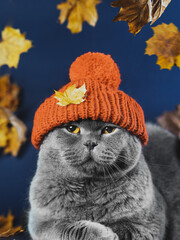 A disgruntled gray Scottish cat sits in a knitted orange hat with folded shoulder straps. Blue...