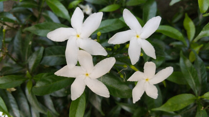 Close up little white flower flax in the home yard garden