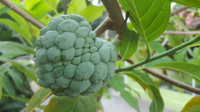 Close up of custard apple (Annona squamosa). Annona squamosa is a small, well-branched tree or shrub from the family Annonaceae that bears edible fruits called sugar-apples or sweetsops.