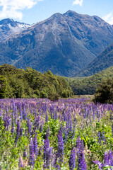 The lupins technically bloom from spring to summer (September-February) in New Zealand, however “peak” lupin season in Mackenzie Country is usually from mid-November until just after Christmas.