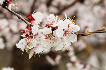 Branch of apricot tree in the period of spring flowering.