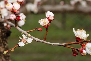 Branch of apricot tree in the period of spring flowering.