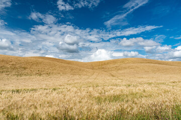 Fototapeta premium Colline di Montalcino in provincia di SIENA