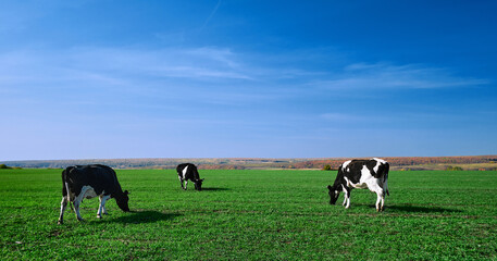 Cows on a green field. Herd of cows at summer green field. Image with space for text.