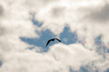 Flying raptor in the sky