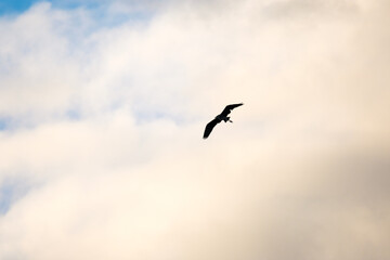 Heron flying in a blue sky with clouds at sunset