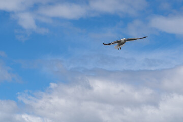 The black-billed gull, Buller's gull, or tarāpuka is an endangered species of gull in the family Laridae. This gull is found only in New Zealand.