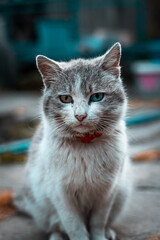 portrait of a cat with Heterochromia  cute kitten animal