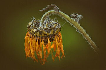 verblühte Sonnenblume