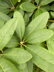 Rhododendron Leaves in Close-up