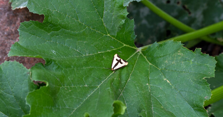 This beautiful Haploa Clymene moth stands out nicely on the big green zucchini leaves in a southwest Missouri garden on a warm day. Bokeh effect.