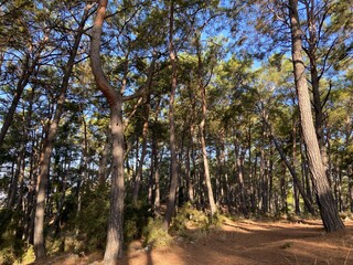 Obraz premium Forest with long grown trees in daylight. Bright sunlight and clean blue skies. Pine forest. 