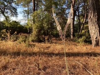 Forest with long grown trees in daylight. Bright sunlight and clean blue skies. Pine forest. 