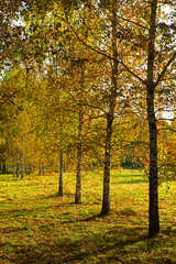 Gold autumn. Birch grove in Mitino Landscape Park. Moscow, Russia