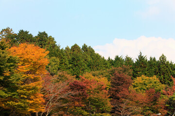 Fototapeta premium 紅葉
