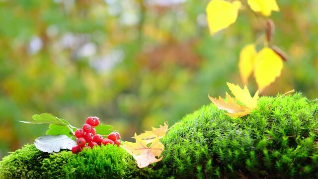 fluffy green moss with leaves, beautiful blurred natural landscape in the background, the concept of a cozy autumn mood, leaf fall, blank for the designer