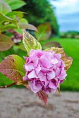Inflorescence of pink hydrangea in summer garden