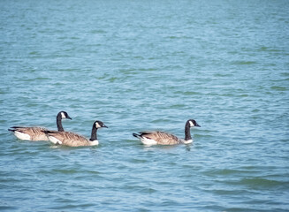 Branta canadensis. Three Canada geese on a lake in Devon, UK.