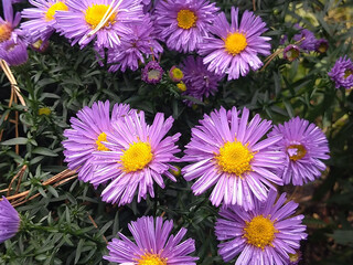 Fototapeta premium Aster