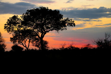 Fototapeta na wymiar Silhouetted trees at sunset in an African wilderness reserve
