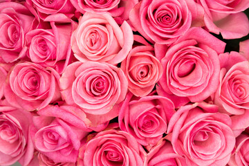 Pink rose background. Colorful rose wall background. Flowers bouque.