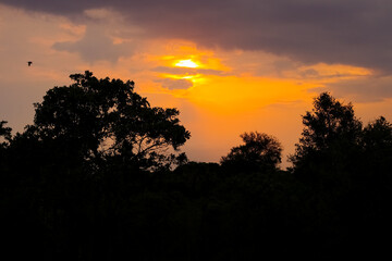 Fototapeta na wymiar Silhouetted trees at sunset in an African wilderness reserve