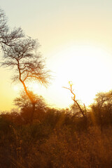 Plakat Silhouetted trees at sunset in an African wilderness reserve