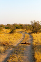 Fototapeta premium Dirt road in South African Game Reserve