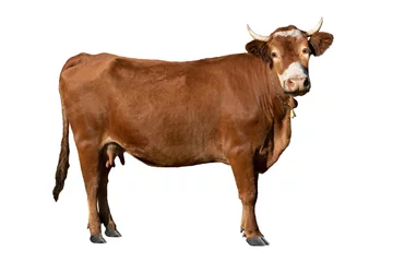 Foto op Aluminium Dreamy cow isolated on white background. © fotomaster